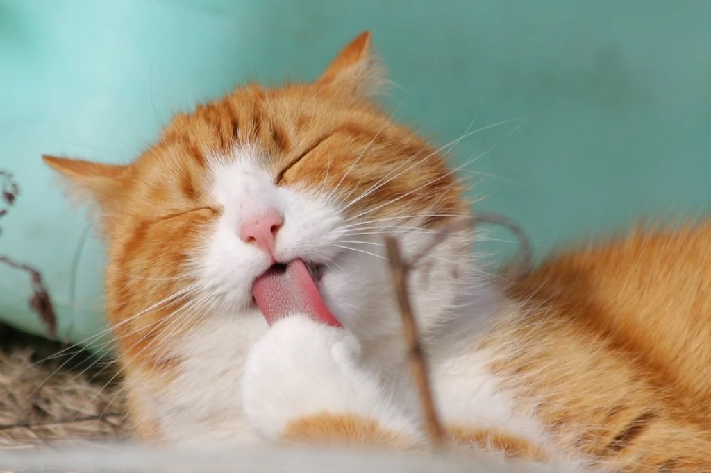Pet allergens
