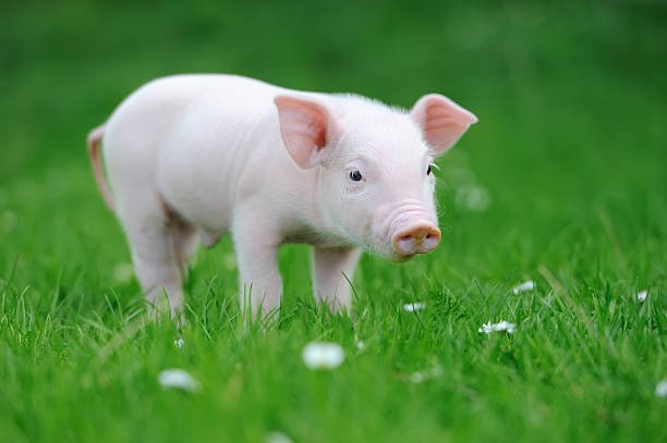 Alérgenos de los animales domésticos