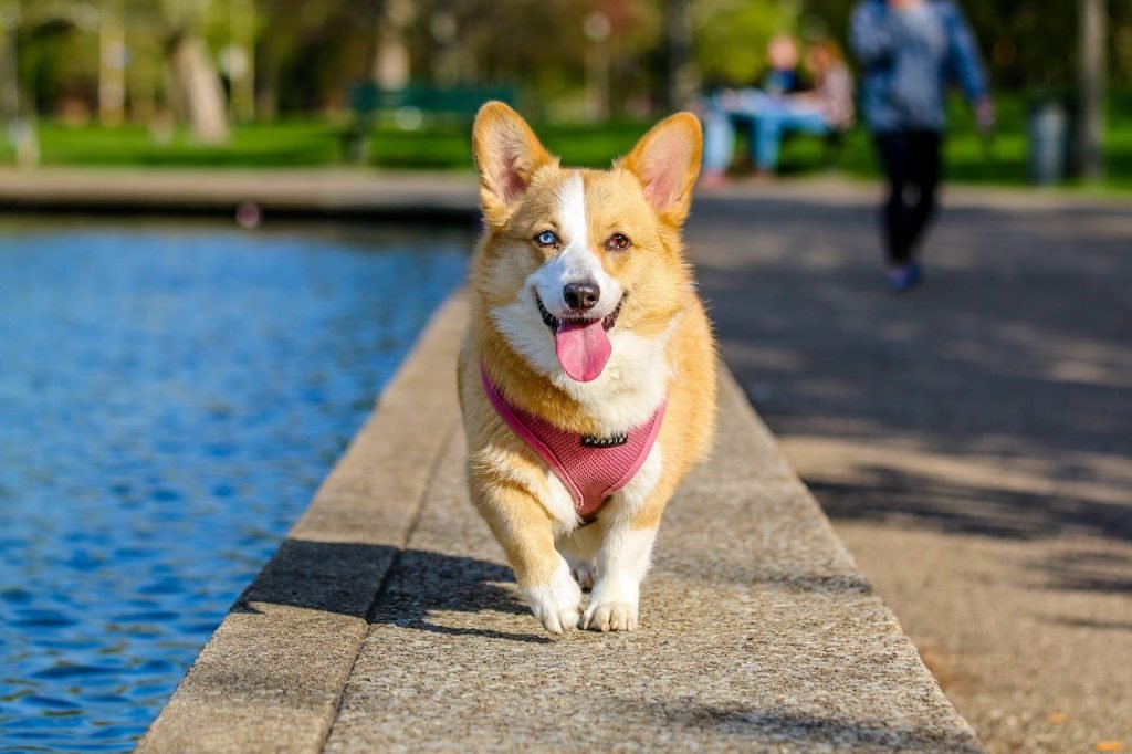 Alérgenos de los animales domésticos