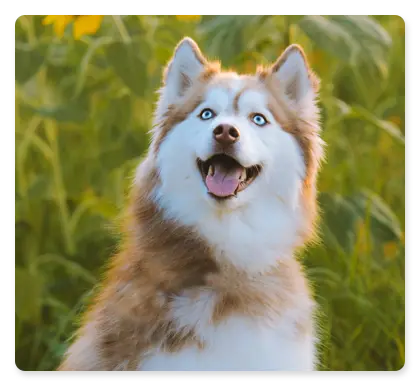 Canino