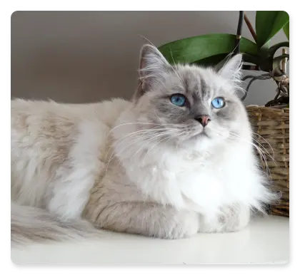 Felino