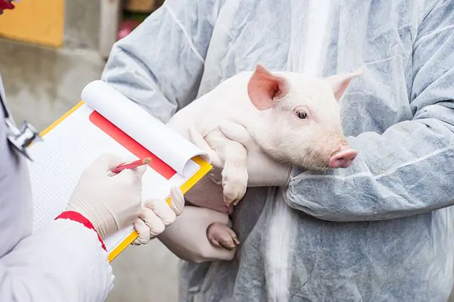 Itgen shares How to check your pet’s health and prevent common diseases？