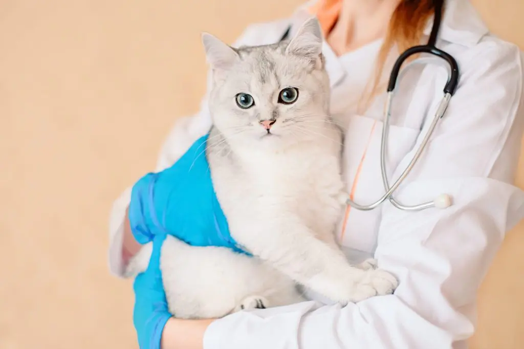 Itgen erklärt, wie Sie die Gesundheit Ihres Haustiers überprüfen und häufigen Krankheiten vorbeugen können？