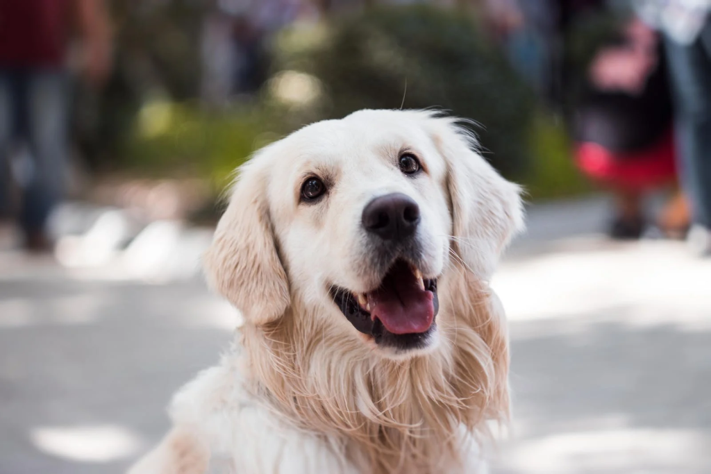 Itgen comparte Cómo comprobar la salud de tu mascota y prevenir enfermedades comunes？