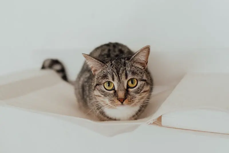 What are symptoms of coronavirus in cats?