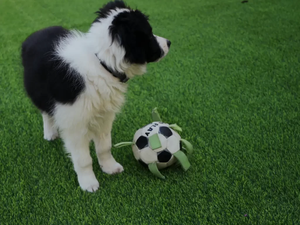 prueba rápida para el nuevo cachorro