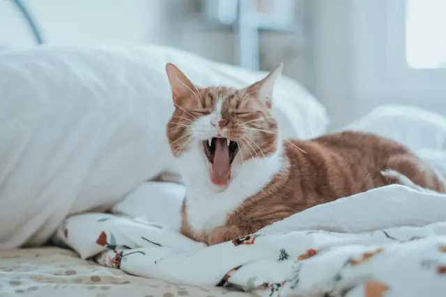 Eine alternde Katze, die gähnt.