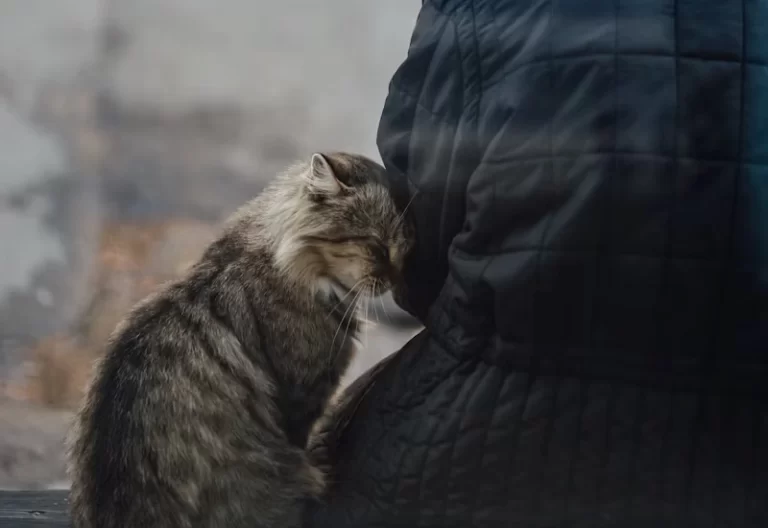 Wie kann ich ein Wiederauftreten der felinen Panleukopenie verhindern?