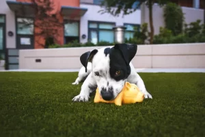 犬ジステンパー検査キット