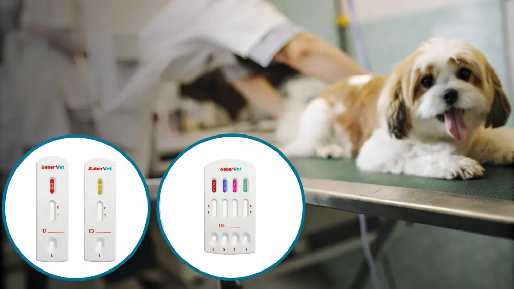 Les tests rapides Sabervet sont conçus pour détecter les maladies 副本