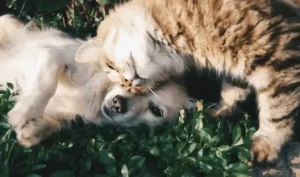 動物用迅速検査キット