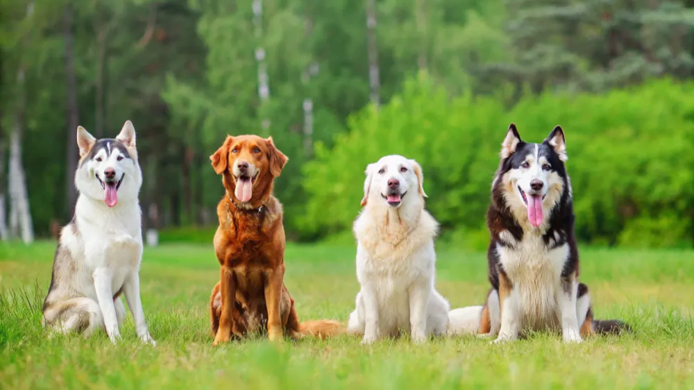 distemper test kit