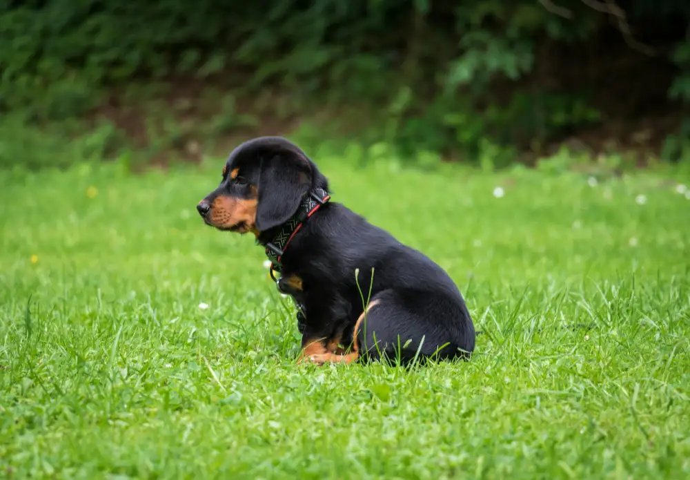 parvo
