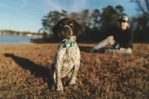 犬のパルボの検査方法