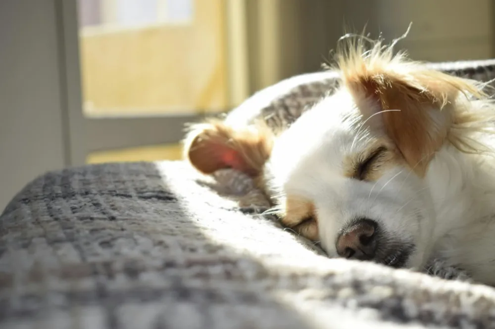 parvo test at home