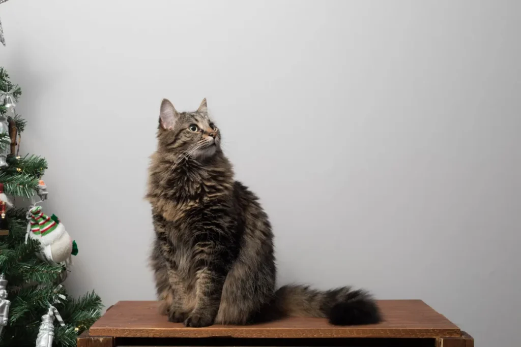 blood type cats