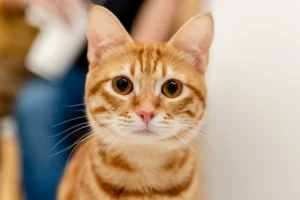 blood types in cats