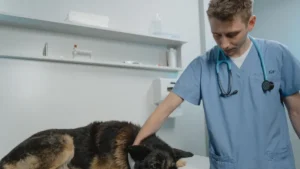 How do they test for dog allergies?