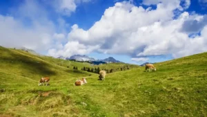 cattles