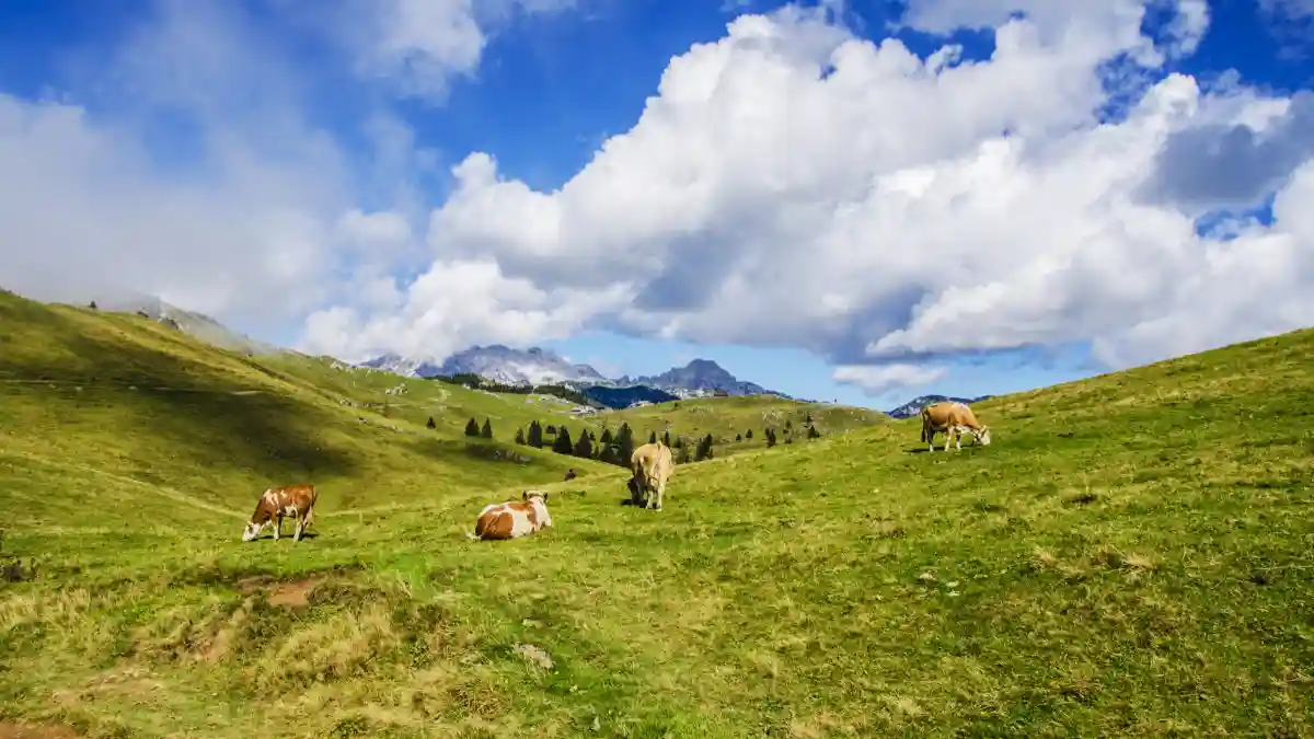 cattles