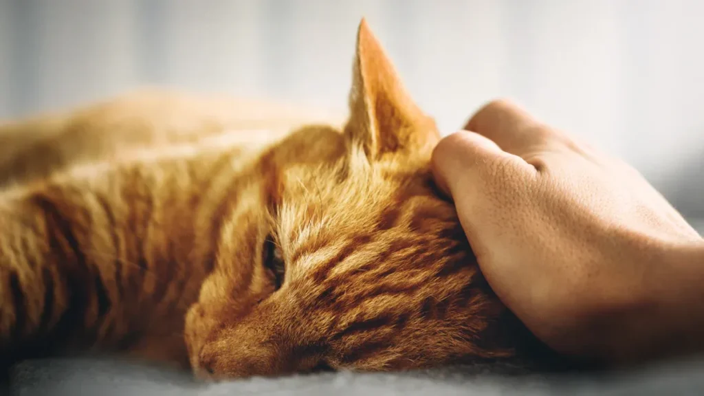 How long will a cat live with feline leukemia?