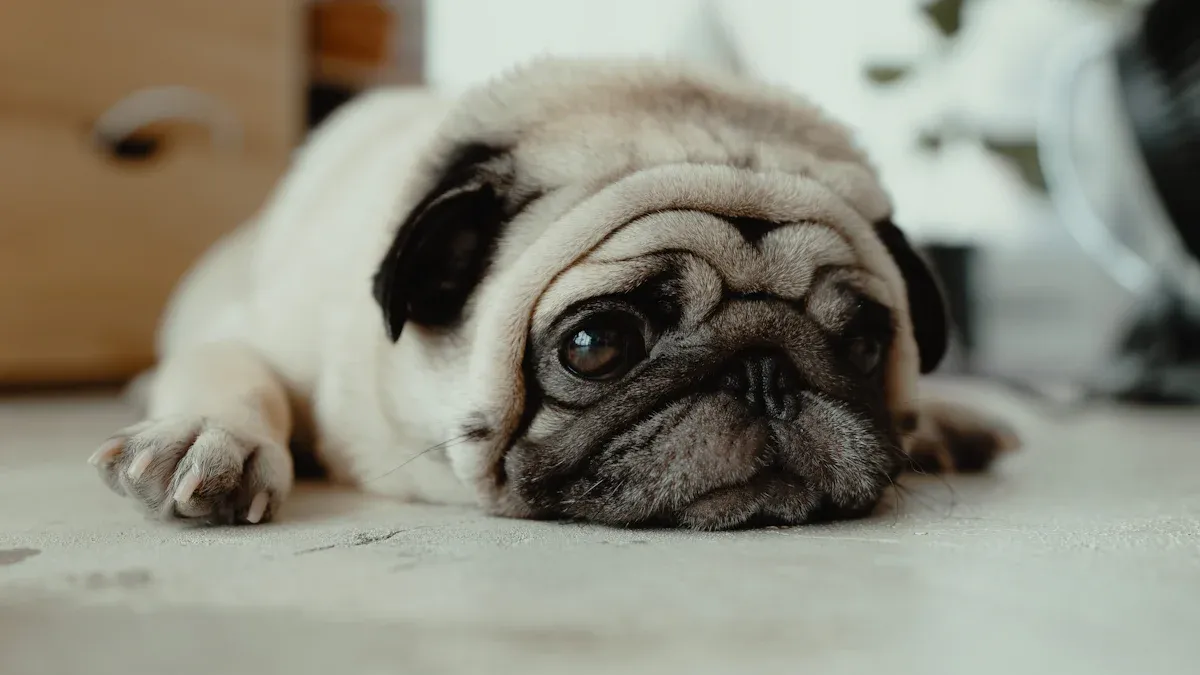 Symptoms of Parvovirus