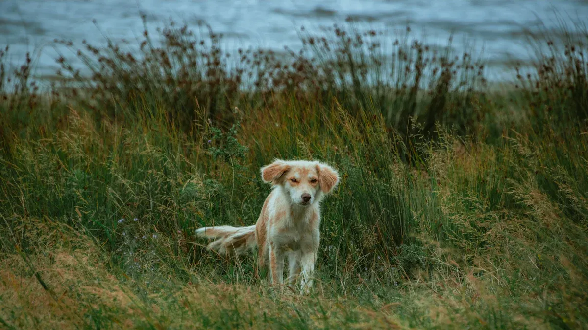 Canine Distemper Overview