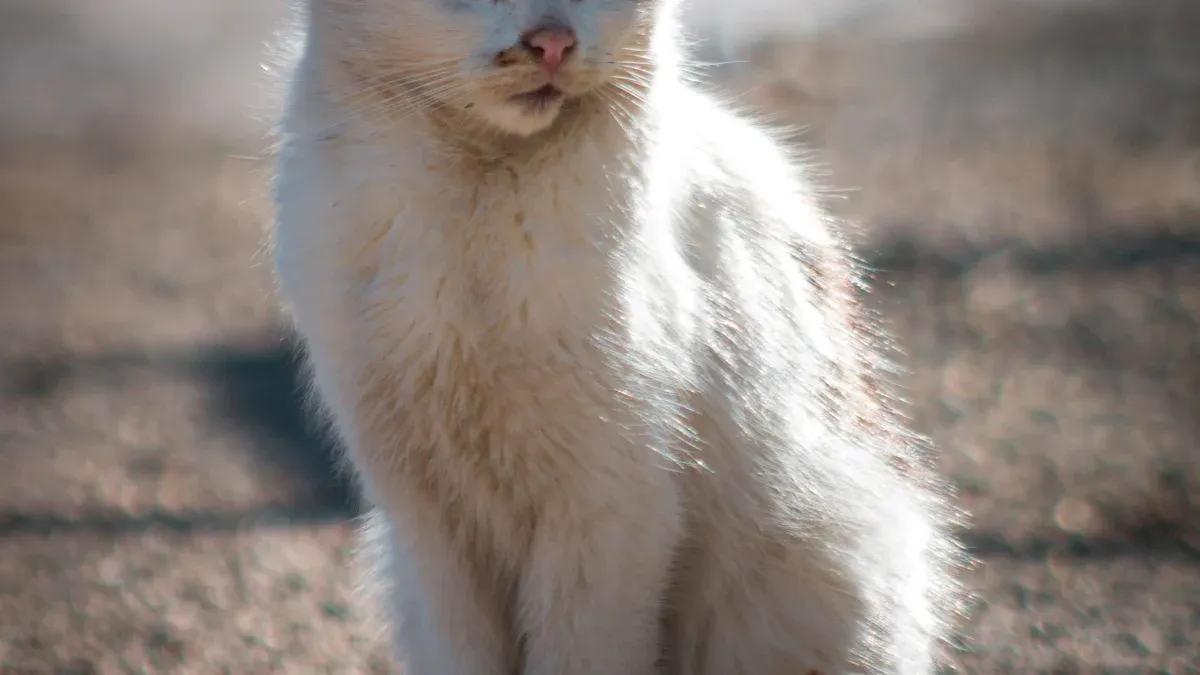 Feline Leukemia Survival Time
