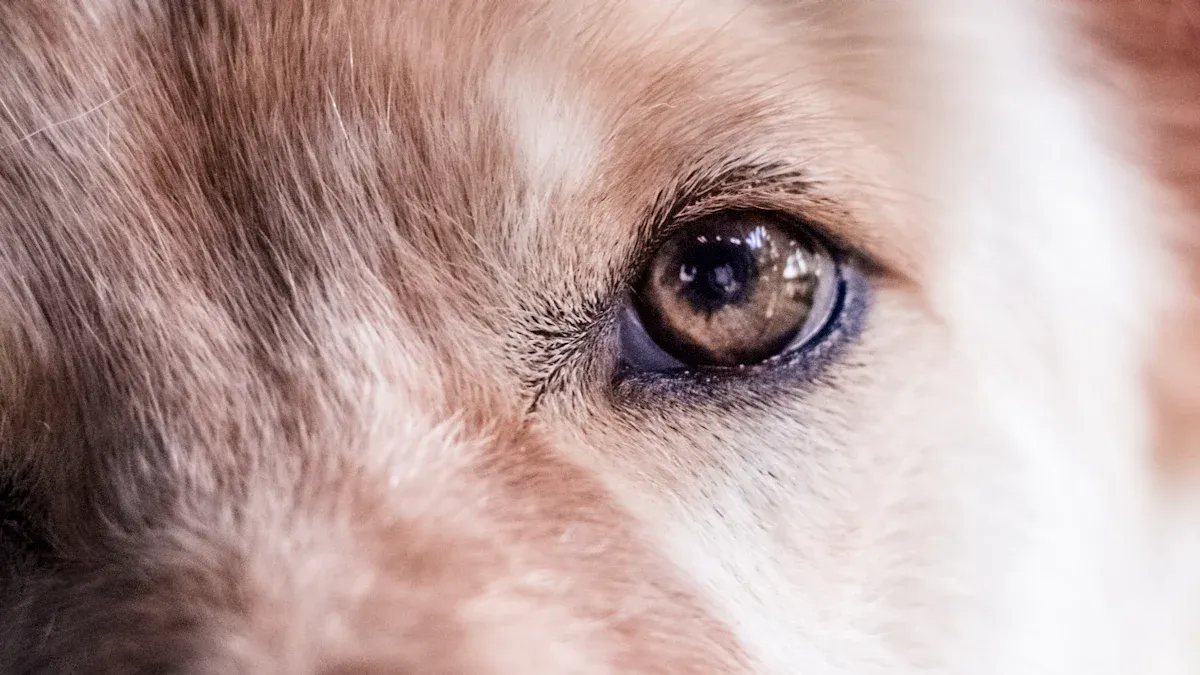 Dog Giardia Symptoms