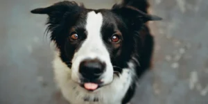 a dog with smile