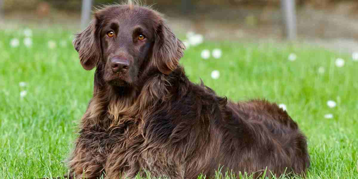 dog on lawn
