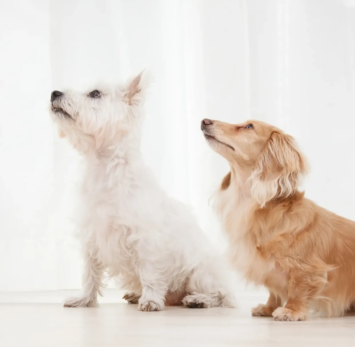 chiens