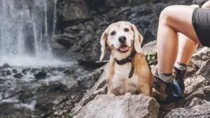 outdoor adventure with dog