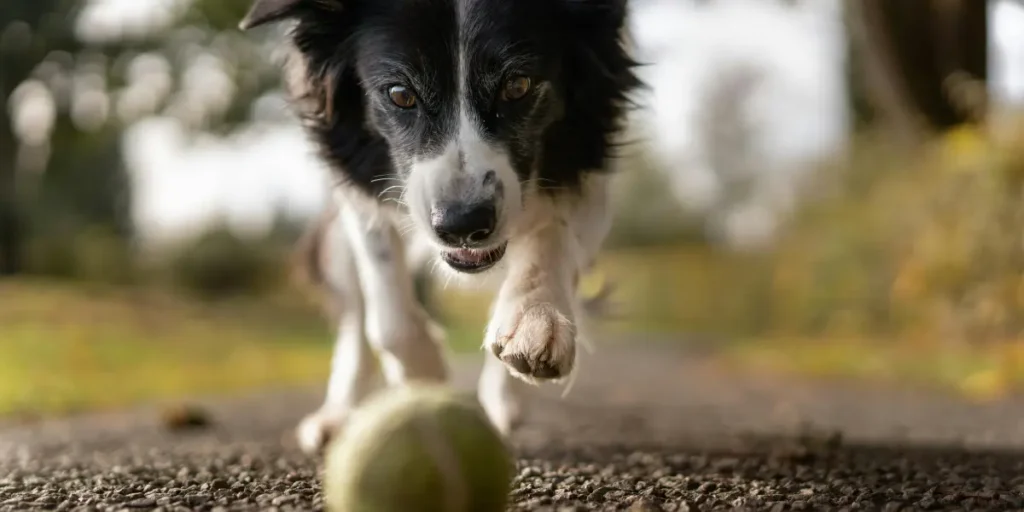 a dog play ball
