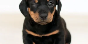 a wink dog