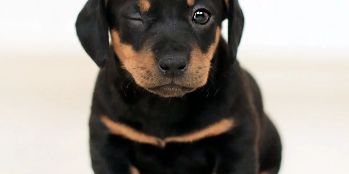 a wink dog
