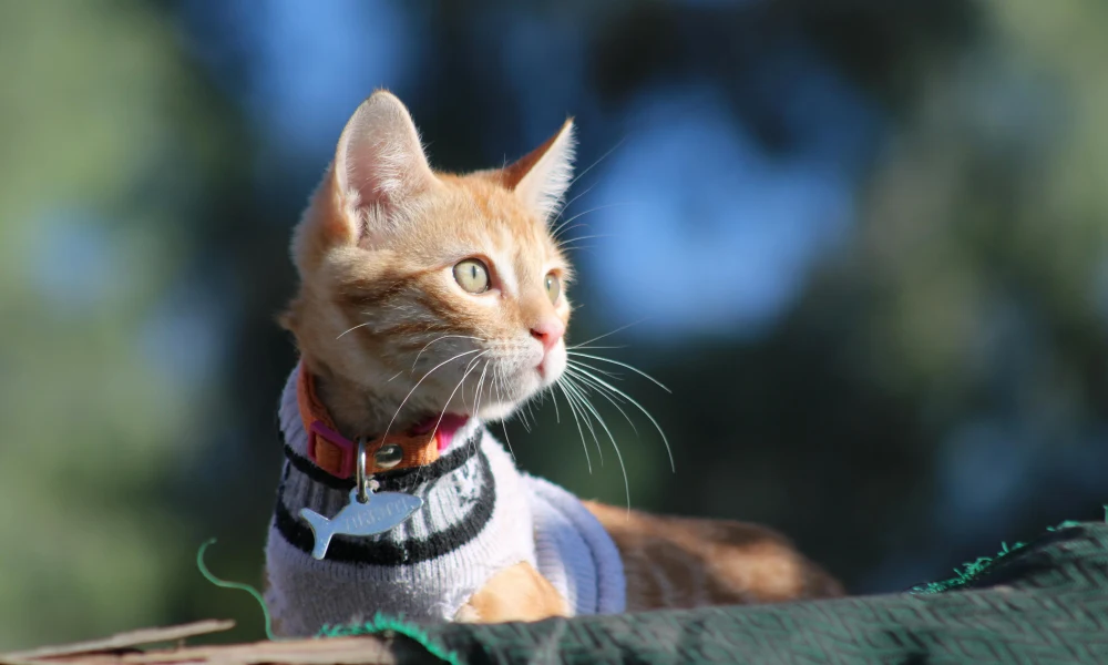 an orange cat