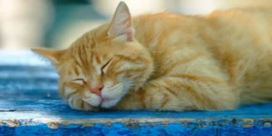 cat is sleeping