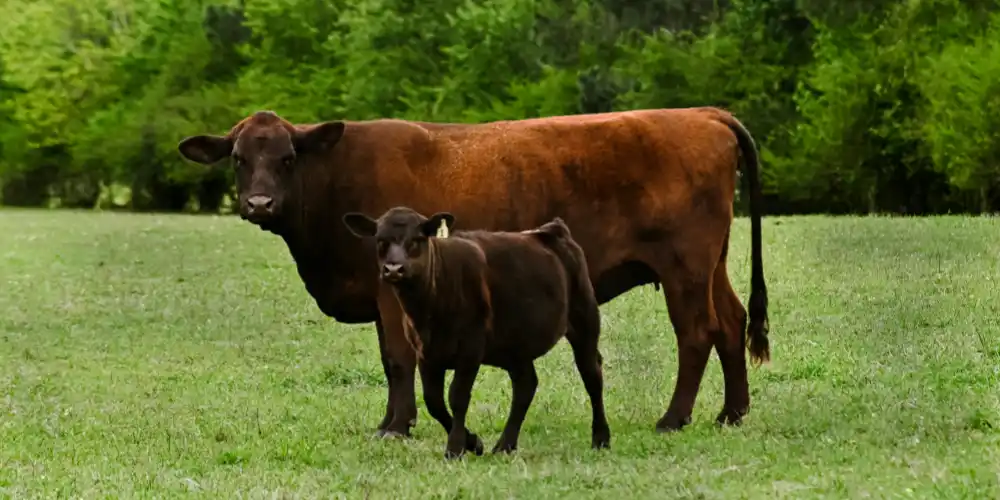 Veterinary blood sample collection from cow