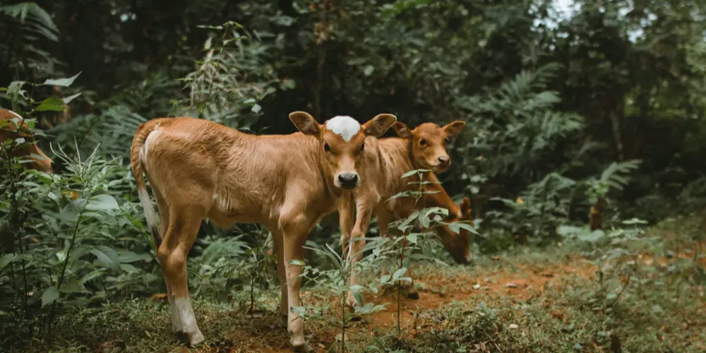 Dairy cows in modern farm setting