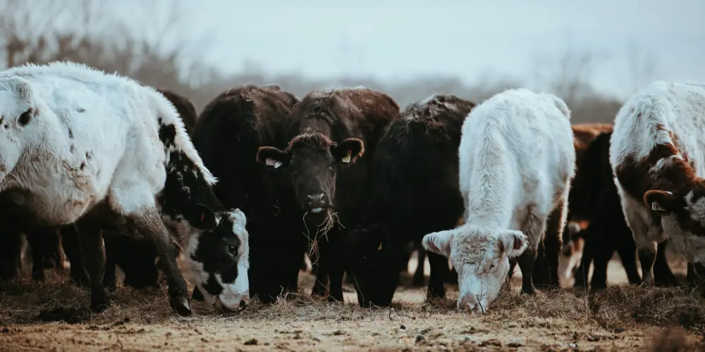 Laboratory analysis of bovine blood samples