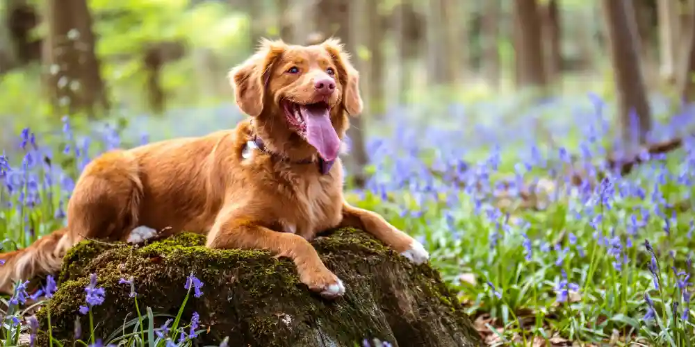 dog with purple flower