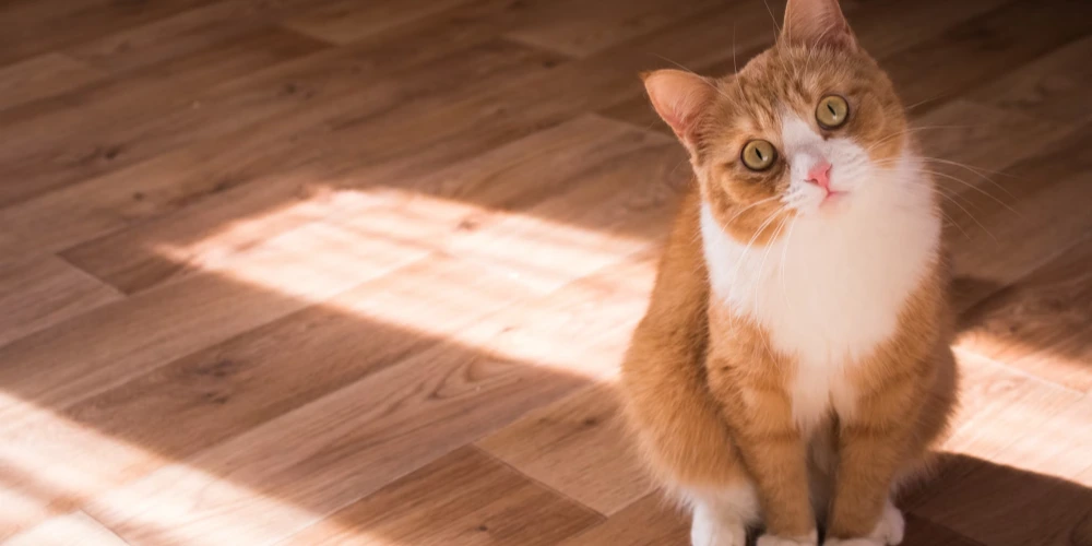 Close-up of a domestic cat resting